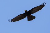 Alpine Chough (Pyrrhocorax graculus)