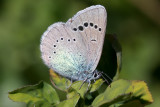 Green-underside Blue (Glaucopsyche alexis)