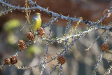 Citril Finch (Carduelis citrinella)