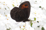 de Prunners Ringlet (Erebia triarius)