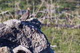 Rock Partridge (Alectoris graeca)