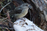 Red Crossbill (Loxia curvirostra)