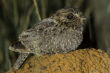 Sickle-winged Nightjar (Eleothreptus anomalus)