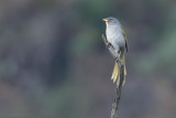 Serra Finch (Embernagra longicauda)