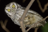 Tropical Screech Owl (Megascops choliba)