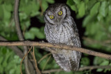 Tropical Screech Owl (Megascops choliba)
