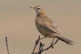 Firewood-gatherer (Anumbius annumbi)