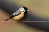 Coal-crested Finch (Charitospiza eucosma)