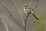 Pale-breasted Spinetail (Synallaxis albescens)