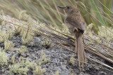 Itatiaia Spinetail (Asthenes moreirae)