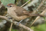 Rufous-fronted Thornbird (Phacellodomus rufifrons)