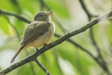 Wied's Tyrant-Manakin (Neopelma aurifrons)