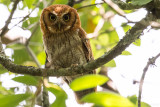 Tropical Screech Owl (Megascops choliba)