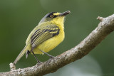 Yellow-lored tody-flycatcher or grey-headed Tody-flycatcher (Todirostrum poliocephalum)
