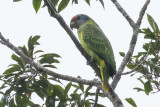 Red-tailed Amazon (Amazona brasiliensis)