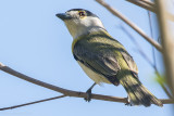 Green-backed Becard (Pachyramphus viridis)