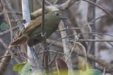 Greenish Schiffornis (Schiffornis virescens)