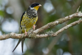Swallow-tailed Cotinga (Phibalura flavirostris)