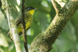 Brazilian Laniisoma (Laniisoma elegans)