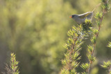 Pampa Finch (Embernagra platensis)