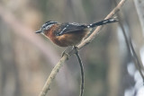 Ferruginous Antbird (Drymophila ferruginea)