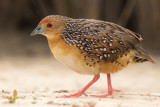 Ocellated Crake (Micropygia schomburgkii)