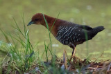 Rufous-faced Crake (Laterallus xenopterus)