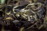 Little Nightjar (Setopagis parvula)