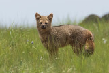 Hoary Fox (Lycalopex vetulus)