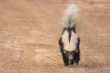 Striped Hog-nosed Skunk (Conepatus semistriatus)