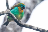 Brassy-breasted Tanager (Tangara desmaresti)