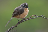 Grey-backed Tachuri (Polystictus superciliaris)
