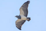 Black-chested Buzzard-Eagle (Geranoaetus melanoleucus)