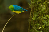 Blue-naped Chlorophonia (Chlorophonia cyanea)