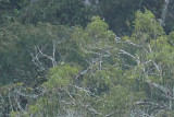 Cherry-throated Tanager (Nemosia rourei)