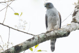 Rufous-thighed Kite (Harpagus diodon)