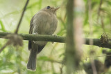 Brown-breasted Bamboo Tyrant (Hemitriccus obsoletus)