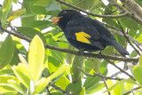 Black-and-gold Cotinga (Tijuca atra)