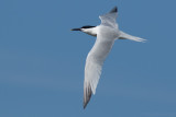 Sandwich Tern