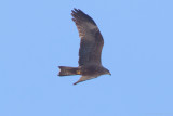 Black Kite