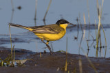 Black-headed Wagtail