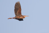 Purple Heron