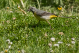 Grey Wagtail