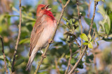 Common Rosefinch