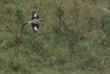 Lesser Grey Shrike