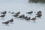 Sociable Lapwing