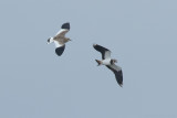 Sociable Lapwing