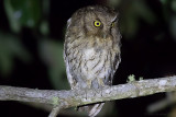 Santa Marta Screech Owl (Megascops gilesi)
