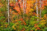 Sawtooth Mountains: Autumn Mix