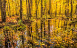 Duluth: Golden Autumn Reflecting Pond